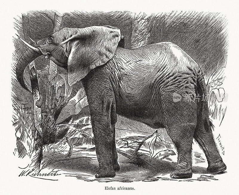 非洲丛林象(Loxodonta africana)，木刻，出版于1891年